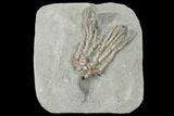 Crinoid (Abrotocrinus) Fossil - Crawfordsville, Indiana #132444-1